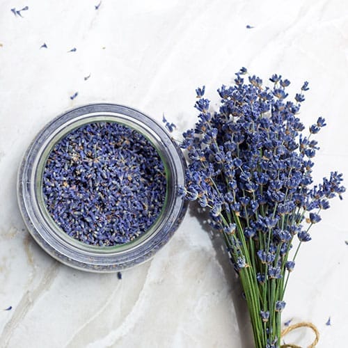 Ein Glas mit Lavendelblüten, rechts daneben ein Bund blühender Lavendel