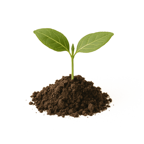 Ein Sprössling wächst aus einem kleinen Haufen Erde.